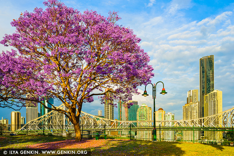 australia stock photography | Brisbane City in Spring, Wilsons Outlook Reserve, Brisbane, QLD, Australia, Image ID AU-BRISBANE-0006