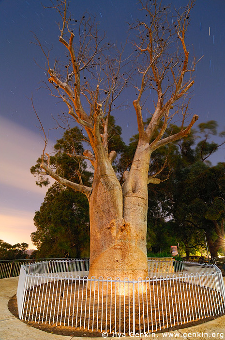 australia stock photography | Gija Jumulu Boab and Star Trails, Kings Park, Botanic Garden, Perth, WA, Australia, Image ID AUPE0010