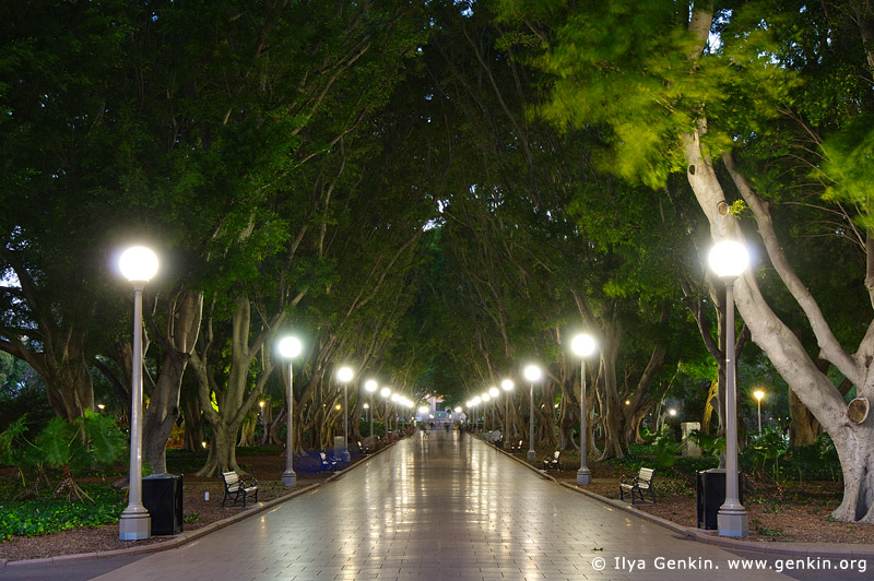 australia stock photography | Avenue of Fig Trees in Hyde Park, Sydney, NSW, Australia, Image ID AU-SYDNEY-HYDE-PARK-0002