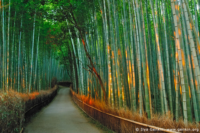 japan stock photography | First Light at Arashiyama Bamboo Grove, Arashiyama, Kyoto, Kansai, Honshu, Japan, Image ID JP-ARASHIYAMA-BAMBOO-0001