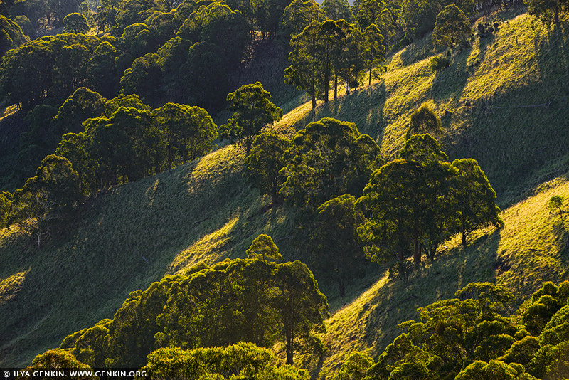 landscapes stock photography | Steep Hills With Trees, Gologolies Lookout, Barrington Tops, NSW, Australia, Image ID AU-NSW-BARRINGTON-TOPS-0004