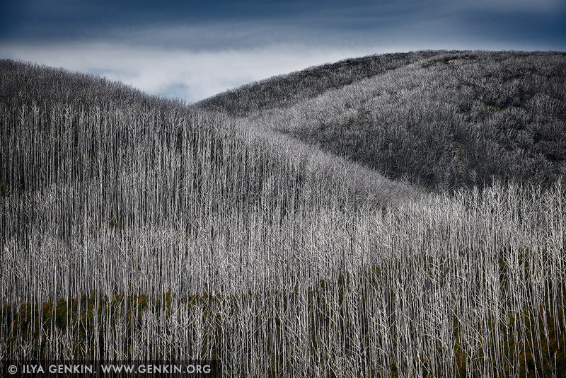 landscapes stock photography | Burnt Snow Gum Forest, Falls Creek, Victoria, Australia, Image ID AU-VIC-FALLS-CREEK-0004