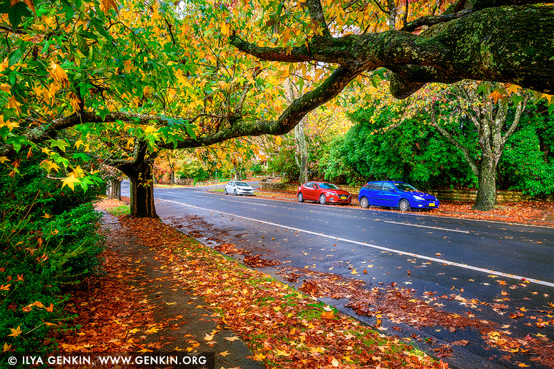 landscapes stock photography | Colourful Autumn in Blackheath, Blue Mountains National Park, NSW, Australia, Image ID AU-BLACKHEATH-AUTUMN-0001