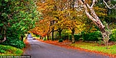 landscapes stock photography | Autumn Colours in Blackheath, Blue Mountains National Park, NSW, Australia. A beautiful road in Blackheath in Blue Mountains, NSW, Australia dressed in stunning autumn colours.