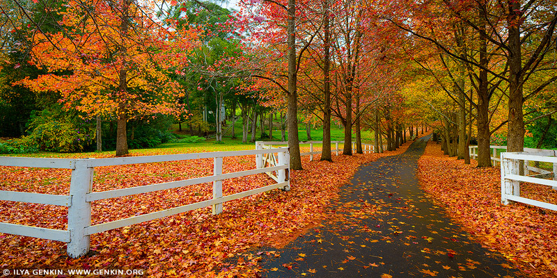 landscapes stock photography | Autumn in Matcham, Central Coast, NSW, Australia, Image ID AU-MATCHAM-AUTUMN-0001