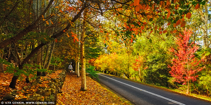 landscapes stock photography | Autumn Avenue in Mount Wilson, Blue Mountains National Park, NSW, Australia, Image ID AU-MOUNT-WILSON-AUTUMN-0007