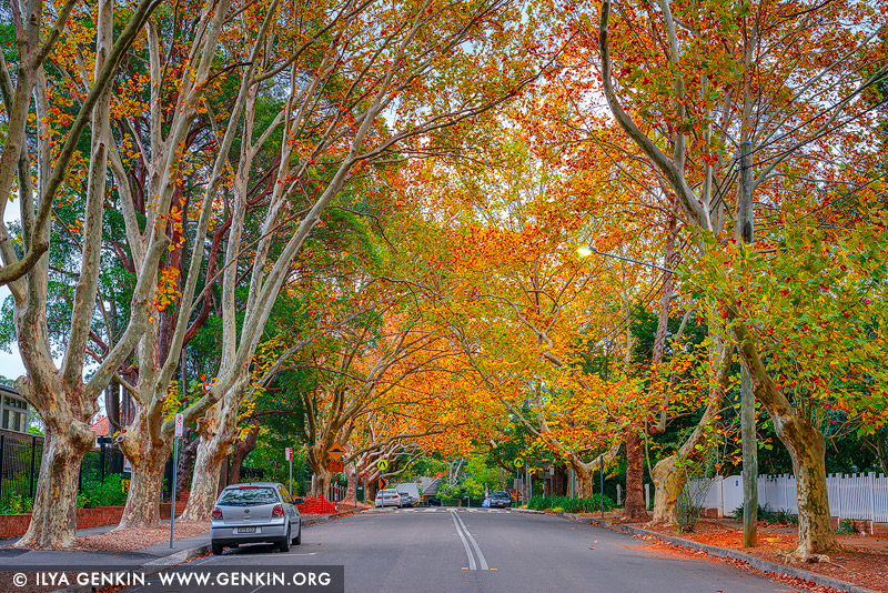 landscapes stock photography | Autumn colours of maple trees on a street in Wahroonga, Sydney, New South Wales (NSW), Australia, Image ID AU-WAHROONGA-AUTUMN-0001