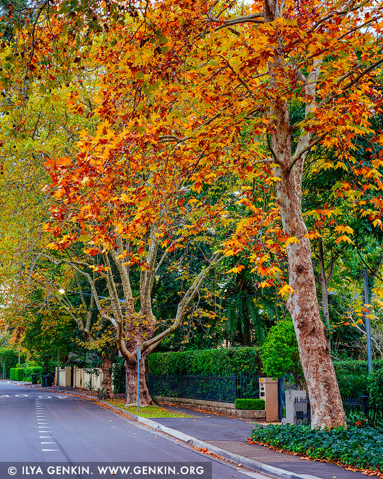 landscapes stock photography | Trees with Autumn Colours on a street in Wahroonga, Sydney, New South Wales (NSW), Australia, Image ID AU-WAHROONGA-AUTUMN-0002