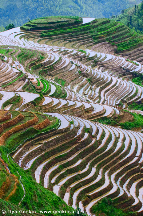 landscapes stock photography | Longsheng (Longji) Rice Terraces, Longji, Longsheng, Guangxi, China, Image ID CHINA-LONGSHENG-0002