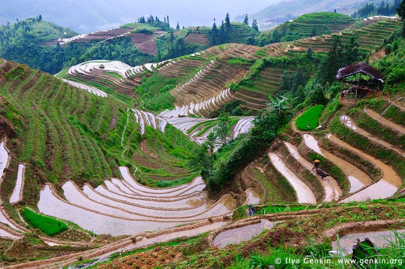 landscapes stock photography | Longsheng (Longji) Rice Terraces, Longji, Longsheng, Guangxi, China, Image ID CHINA-LONGSHENG-0003