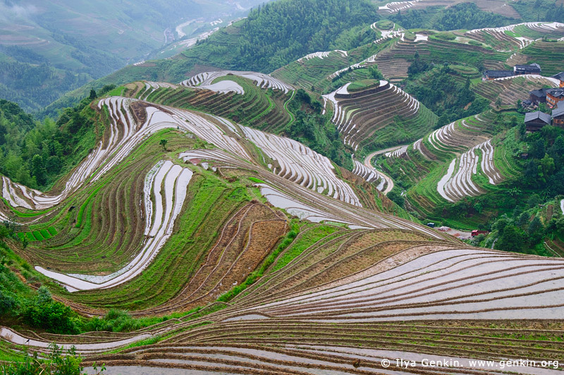 landscapes stock photography | Longji (Dragon's Backbone) Rice Terraces, Longsheng, Guangxi, China, Image ID CHINA-LONGSHENG-0004