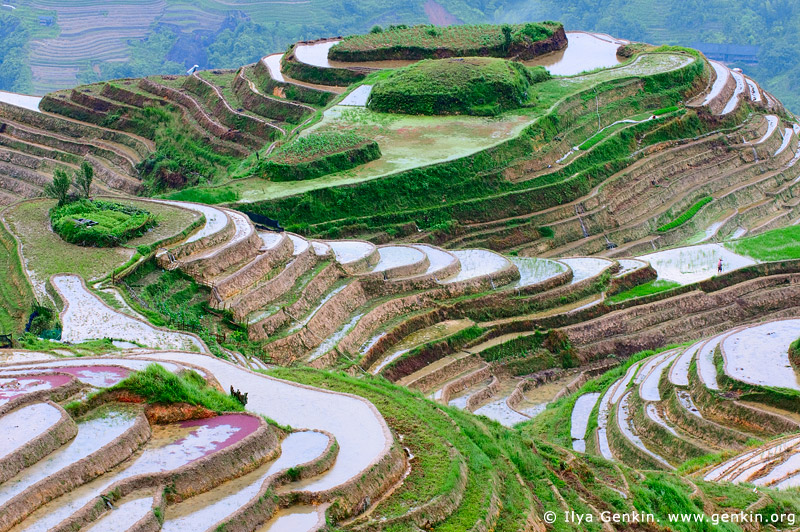 terraces in china. rice terraces in China and