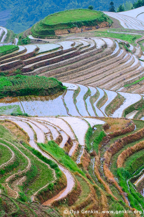 landscapes stock photography | Longsheng Rice Terraces, Longji, Longsheng, Guangxi, China, Image ID CHINA-LONGSHENG-0006