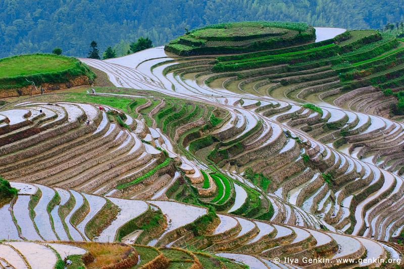 landscapes stock photography | Dragon's Backbone Rice Terraces, Longji, Longsheng, Guangxi, China, Image ID CHINA-LONGSHENG-0008