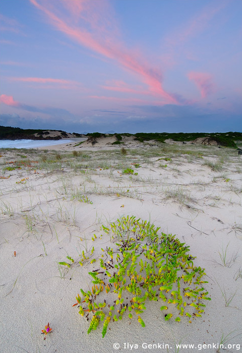 landscapes stock photography | Sunrise at Dark Point, Myall Lake National Park, NSW, Australia, Image ID DARK-POINT-DUNES-0002