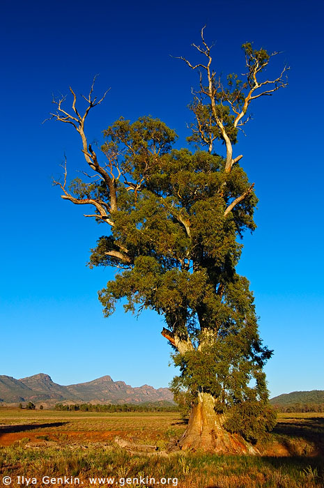 landscapes stock photography | Cazneaux Tree, Wilpena Pound, Flinders Ranges, SA, Australia, Image ID AU-SA-FLINDERS-0029