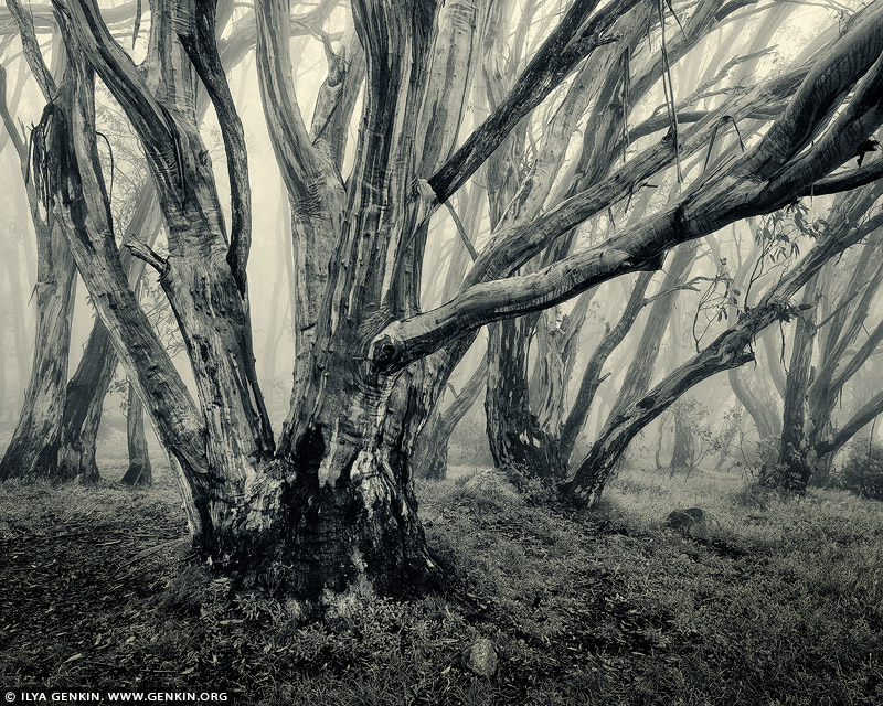 landscapes stock photography | Misty Morning in High Country, Alpine National Park, VIC, Australia, Image ID AU-VIC-HIGH-COUNTRY-FOREST-0001