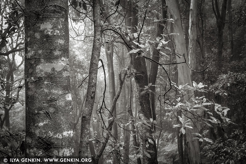 portfolio stock photography | Misty Forest. Study #3, Blue Mountains National Park, New South Wales (NSW), Australia, Image ID BLUE-MOUNTAINS-BW-0003