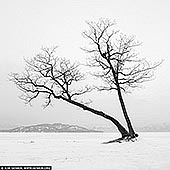 portfolio stock photography | Kussharo Lake Tree, Study 1, Kussharo Lake, Teshikaga, Hokkaido, Japan. The shore of the Kussharo Lake on Hokkaido became famous after Michael Kenna photographed a Japanese Oak in 2002 which reminded him a kanji character. Since then thousands photographers coming each year to Kussharo Lake to photograph dancing trees on the banks of Kussharo Lake. The original tree does not exist now, but people are still visiting the lake.