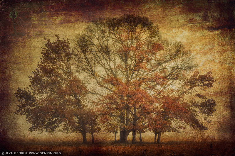 portfolio stock photography | Trees in Mist, Gostwyck, Uralla, NSW, Australia, Image ID INSTA-STYLE-0005