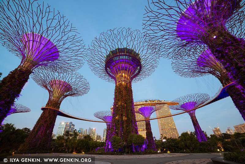singapore stock photography | Supertree Grove in the Morning, Gardens by the Bay, Singapore, Image ID SINGAPORE-0007