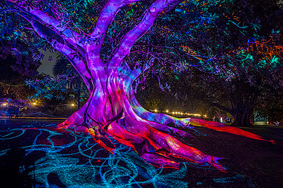 The Royal Botanic Garden during Vivid Sydney Festival