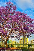 australia stock photography | Jacaranda at Wilsons Outlook Reserve, Brisbane, QLD, Australia, Image ID AU-BRISBANE-0005. While Jacarandas are not native to Australia, this South American flowering tree has become immensely popular. Every year whole parks and streets around Brisbane turn purple as these trees shed their leaves to flower and the the ground beneath becomes a carpet of flowers. Brisbane has a number of great places for Jacarandas. Nature tends not to follow a strict timetable and an exceptionally warm spring can lead to early blooms (some years up to four weeks earlier than expected) and different varieties of the tree will bloom at different times. In Brisbane expect to see some early blooming Jacarandas at the end of September with the height of the season normally being the last two weeks of October, with the last blooms fading in early November. Like many suburbs in Brisbane, the Jacaranda tree has been tastefully and carefully planted along the riverside at Kangaroo Point and Wilsons Outlook Reserve. What an amazing scene - the river, the city and blossoming purple plumes.