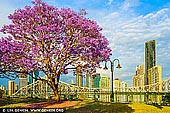 australia stock photography | Brisbane City in Spring, Wilsons Outlook Reserve, Brisbane, QLD, Australia, Image ID AU-BRISBANE-0006. October and November in Brisbane are the months when the jacaranda trees are in bloom. Jacaranda trees have bright purple flowers and you can see them in many Brisbane suburbs. Jacarandas originated in Brazil, but they grow well in Brisbane's sub-tropical climate. It's believed that Australia's first Jacaranda was planted in 1864 in Brisbane's City Botanic Gardens. It grew to a height of 34 metres and was 27 metres across, but was blown over in a storm 116 years later.