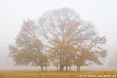 australia stock photography | Trees in Mist, Gostwyck, Uralla, NSW, Australia, Image ID AU-GOSTWYCK-0002. 