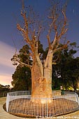 australia stock photography | Gija Jumulu Boab and Star Trails, Kings Park, Botanic Garden, Perth, WA, Australia, Image ID AUPE0010. 