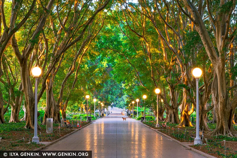 australia stock photography | Quiet Awakening, Hyde Park, Sydney, NSW, Australia. Beneath an arching canopy of fig trees, glowing lanterns linger as the first morning light touches the avenue. Golden reflections draw the eye into the distance, while deep green foliage shelters the path in a sense of calm. There is a gentle optimism here: the city beginning to stir, with a little of the night still remaining. The avenue's symmetry creates a strong visual anchor for a refined living space or executive interior. Rich greens and warm amber highlights bring depth and warmth to the wall, balanced by the soft grey of the paving and sculptural trunks. In a large-format museum presentation, the sweeping canopy and receding path come into their own, extending the room's sense of space.