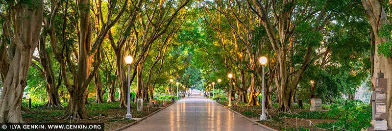 australia stock photography | Between Two Lights, Hyde Park, Sydney, NSW, Australia. Lanterns still glow beneath the fig trees as the first sunlight threads gold through their branches. Along the avenue, warm reflections lead towards the waking city, framed by broad trunks and a sheltering canopy of green. This meeting of night and morning brings a feeling of quiet possibility - a moment of stillness before the day unfolds. The panoramic composition creates a commanding visual anchor above a generous sofa, along a dining room wall or within an executive space. Deep greens, silver-grey bark and amber light lend the artwork a rich presence, with luminous highlights balanced by shaded foliage. Presented at a commanding scale in a large-format museum presentation, the trees embrace the viewer, and the avenue's depth extends the room beyond its walls.