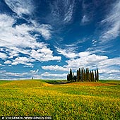  stock photography | Cipressi di San Quirico d'Orcia, Val d'Orcia, Tuscany, Italy, Image ID ITALY-TUSCANY-0006. The most popular places amongst photographers of Val d'Orcia certainly include the cypress tree woodland on the hills of San Quirico d'Orcia. The cypress, found throughout the area, is an ancient tree that owes its name to the myth of the god Apollo's beloved young Cyparissus. Its presence in Tuscany dates back to several centuries before Christ when it was imported from Asia Minor and was particularly loved by all from the Etruscans all the way up to the Renaissance painters who immortalised it in unforgettable works. This sort of centuries-old veneration has led the cypress to become a characteristic element of the roads, property borders, farmhouses and hills of the Val d'Orcia. The group of cypresses, enchanting and symbolic, nestled in the naked hills of San Quirico d'Orcia, has inspired all kinds of legends and old wives' tales despite its history actually being linked to the hunting 'hide', a small wood created by hunters to attract birds. This image evokes uncontaminated countryside, ancient traditions, peace and beauty; the trees represent the symbol of nature and landscape, not only of the Val d'Orcia area but also of all of Tuscany in Italy and throughout the world.