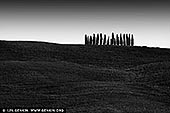  stock photography | Cipressi di San Quirico d'Orcia, Val d'Orcia, Tuscany, Italy, Image ID ITALY-TUSCANY-0008. Among the places most loved by photographers in the Val d'Orcia there is certainly the cypress grove on the hills of San Quirico d'Orcia. The cypress, present throughout the area, is a very ancient plant which owes its name to the myth of the young Cyparissus loved by the god Apollo. Its presence in Tuscany dates back to several centuries before Christ when it was imported from Asia Minor and was particularly loved by the Etruscans up to the Renaissance painters who immortalised it in unforgettable works. This sort of veneration handed down over the centuries has led the cypress to become a characteristic element of the streets, property boundaries, farms and hills of the Val d'Orcia. The group of cypresses, suggestive and emblematic, in the midst of the bare hills of San Quirico d'Orcia, has suggested all sorts of legends and rumours even if its history is linked to the hunting 'roccolo', that is, a grove created by hunters to attract birds.