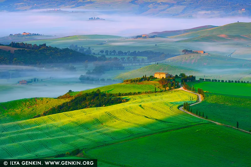 Sun-Kissed Serenity in Val d'Orcia - Fine art print of Pienza, Val d'Orcia, Tuscany, Italy - As sunrise gently unfurls across the rolling hills of Val d'Orcia, morning fog lingers in soft ribbons, cloaking the valleys in mystery and calm. The golden light caresses fields of emerald green, highlighting graceful lines etched into the land by centuries of cultivation. A winding cypress-lined road leads to a quiet farmhouse - a beacon of stillness amid the poetic landscape. This is Tuscany at its most intimate: peaceful, timeless, and bathed in a painterly glow. A piece like this invites slow mornings and thoughtful pauses, perfect for adding warmth and tranquility to any home, studio, or creative space. - Image ID: ITALY-TUSCANY-0016