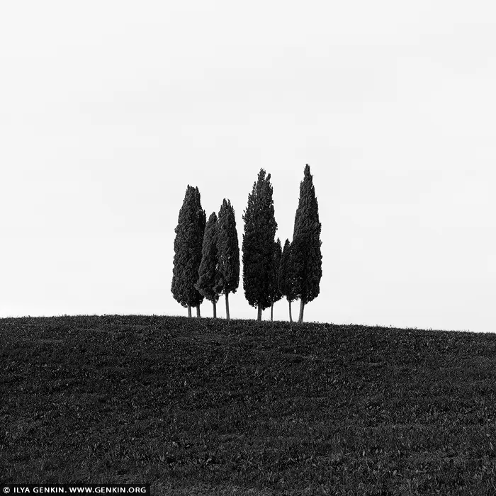 Solitude in Silhouette: Cypress Trees of San Quirico d'Orcia - Fine art print of Val d'Orcia, Tuscany, Italy - On a quiet Tuscan hilltop near San Quirico d'Orcia, a small stand of cypress trees rises in elegant isolation, their dark forms etched sharply against a pale sky. Captured in black and white, this minimalist composition strips away distraction, revealing the raw poise and presence of nature. The simplicity is haunting - a meditation on solitude, balance, and the quiet rhythm of the land. Each tree stands distinct, yet together they form a perfect harmony, like notes in a silent chord. Ideal for modern interiors, this artwork brings introspection and calm to any space - from gallery walls to serene living areas. - Image ID: ITALY-TUSCANY-0017