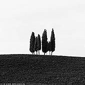 Solitude in Silhouette: Cypress Trees of San Quirico d'Orcia - Fine art print of Val d'Orcia, Tuscany, Italy - On a quiet Tuscan hilltop near San Quirico d'Orcia, a small stand of cypress trees rises in elegant isolation, their dark forms etched sharply against a pale sky. Captured in black and white, this minimalist composition strips away distraction, revealing the raw poise and presence of nature. The simplicity is haunting - a meditation on solitude, balance, and the quiet rhythm of the land. Each tree stands distinct, yet together they form a perfect harmony, like notes in a silent chord. Ideal for modern interiors, this artwork brings introspection and calm to any space - from gallery walls to serene living areas. - Image ID: ITALY-TUSCANY-0017