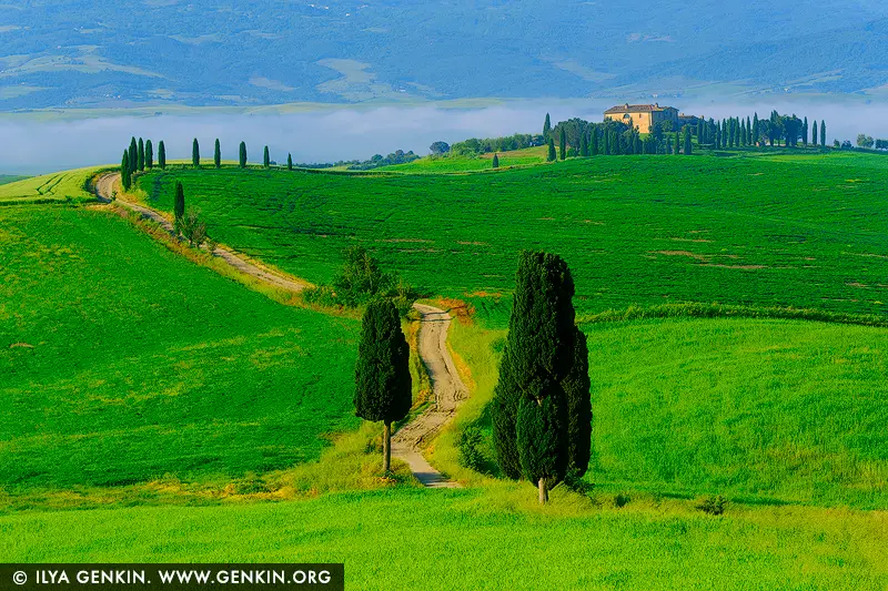 italy stock photography | Elysian Path. Morning Light over Tuscany's Gladiator Road, Pienza, Val d'Orcia, Tuscany, Italy. Bathed in golden morning light, this sweeping view of Val d'Orcia captures the legendary cypress-lined path near Pienza - immortalised as the 'Gladiator Road'. Winding gently through emerald fields, the road leads the eye to a distant farmhouse crowned with stately cypress trees, evoking memories of Maximus's dreamlike homecoming in Gladiator. The velvety hills, cloaked in vibrant green, unfold like a Renaissance painting, with mist gently resting on the horizon beneath soft blue mountains. This image is not just a landscape, but a moment of serenity and cinematic reverence - a timeless piece ideal for spaces seeking calm, warmth, and a touch of Tuscan romance.