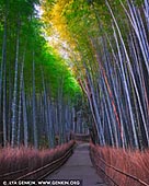  stock photography | Early Morning at Arashiyama Bamboo Grove , Arashiyama, Kyoto, Kansai, Honshu, Japan, Image ID JAPAN-ARASHIYAMA-BAMBOO-GROVE-0004. The iconic Arashiyama Bamboo Forest in Kyoto, in the village of Sagano, is one of the most beautiful and serene places we visited during our travels through Japan. The path through the Arashiyama bamboo grove is short yet immersive. There's something almost magical about the light dappling on the forest floor. For maximum effect, approach the grove from the side gate of Tenryu-ji Temple. One of our lasting memories of the trip is the two of us standing hand in hand gazing up at the towering bamboo grove on a fresh Kyoto morning. The graceful bamboo pillars stretch up to the sky, whispering back and forth in the wind illuminated in the soft morning light. It's an incredible place!