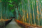  stock photography | First Light at Arashiyama Bamboo Grove, Arashiyama, Kyoto, Kansai, Honshu, Japan, Image ID JP-ARASHIYAMA-BAMBOO-0001. 