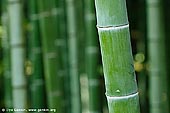 stock photography | Bamboo Trees at Arashiyama Bamboo Grove, Arashiyama, Kyoto, Kansai, Honshu, Japan, Image ID JP-ARASHIYAMA-BAMBOO-0002. 