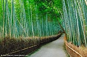  stock photography | Arashiyama Bamboo Grove, Arashiyama, Kyoto, Kansai, Honshu, Japan, Image ID JP-ARASHIYAMA-BAMBOO-0003. 