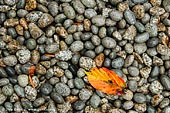 stock photography | Red-Yellow Autumn Leaf on Wet Pebbles, Kaikozan Hase-dera Temple, Kamakura, Honshu, Japan, Image ID JP-KAMAKURA-0083. An image of a single vivid coloured autumn read and yellow leaf on wet pebbles in a garden in Kaikozan Hase-dera Temple in Kamakura, Japan. Autumn in Japan is a truly spectacular sight. The viewing of autumn leaves has been a popular activity in Japan for centuries and today draws large numbers of travellers to famous colourful leaves (kayo) viewing spots both in the mountains and in the cities.
