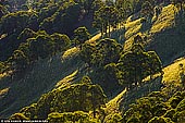 landscapes stock photography | Steep Hills With Trees, Gologolies Lookout, Barrington Tops, NSW, Australia, Image ID AU-NSW-BARRINGTON-TOPS-0004. Steep hills with trees in evening light in Barrington Tops National Park, NSW, Australia.