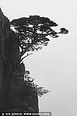 landscapes stock photography | Tree on Rock Wall, Xihai (West Sea) Grand Canyon, Baiyun Scenic Area, Huangshan (Yellow Mountains), China, Image ID CHINA-HUANGSHAN-0035. Among the countless natural wonders, there are many stunning mountain ranges in China, each one of them with different characters, history and stories. Huangshan National Park (also called Yellow Mountains - Huang is yellow and Shan means mountain in Chinese) is arguably the most spectacular of them all, a popular subject for Chinese literature, poetry, paintings and photography. The Huangshan National Park, a UNESCO listed World Heritage Site, is located in the south of the Anhui province (approximately 672km to the south east of Shanghai) covering a core area of 160.6 square kilometres with 72 peaks. The tallest, Lotus Peak, rises at 1,864m above the sea level.