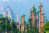 landscapes stock photography | Imperial Emperor's Writing Brush Peak, Tianzi Mountain Nature Reserve, Zhangjiajie National Park, Hunan, China, Image ID CHINA-WULINGYUAN-ZHANGJIAJIE-0004. The Emperor's Writing Brushes at Tianzishan (Tianzi Mountain Nature Reserve) in Zhangjiajie National Park in Hunan province of China is probably one of the best scenic views. They look like fifty paintbrushes sticking up from the forest floor and the mist creates an eery effect. This area is best seen in the morning (as the sun is behind you).