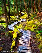 landscapes stock photography | Enchanted Walk, Cradle Mountain National Park, Tasmania, Australia, Image ID CRADLE-MOUNTAIN-TAS-0001. The magical Enchanted Walk in the Cradle Mountain National Park, Tasmania, Australia is a short circuit and is an easy walk for people of all ages. The boarded walkway takes you through a strange and beautiful forest complete with the quite surreally beautiful lush old rainforest with its moss-covered trees. Moss and lichen also cover the forest floor in many areas, creating a soft spongy carpet. Walkers will see wombat burrows set just off the edge of the track, and everyone will enjoy the cascading beauty of Pencil Pine Creek which flows through the very centre of the walking circuit.