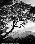 landscapes stock photography | Mount Rolleston, Arthur's Pass, Canterbury Region, South Island, New Zealand, Image ID NZ-MOUNT-ROLLESTON-0001. Mount Rolleston (2,271 m) is a prominent peak in Arthur's Pass National Park in the South Island of New Zealand. It was named by the surveyor Arthur Dudley Dobson in 1864, who observed the peak while searching for a route through the Southern Alps to the West Coast gold fields. While not the highest mountain in the National Park (Mount Murchison holds that honour), it is well known because it can be viewed from State Highway 73 that runs through Arthur's Pass to the West Coast of the South Island. It is also popular with climbers, as it can be climbed in a day starting from Arthur's Pass township.