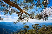 landscapes stock photography | Point Lookout, New England National Park, NSW, Australia, Image ID AU-NEW-ENGLAND-POINT-LOOKOUT-0002. Point lookout is the must-see destination for visitors to New England National Park. Perched on the edge of the Great Escarpment, it offers panoramic views across World Heritage rainforest to the ocean in the distance. Point Lookout is spectacular for it scenery and feel. On most days you can see the pacific ocean while looking over rugged hills and valleys.