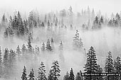landscapes stock photography | Pine Trees in Clouds After a Snow Storm, Yosemite Valley, Yosemite National Park, California, USA, Image ID YOSEMITE-NATIONAL-PARK-CALIFORNIA-USA-0004. Abstract beautiful black and white stock image of pine trees in clouds after a snow storm in the Yosemite Valley of the Yosemite National Park, California, USA as it was seen from Tunnel View lookout.